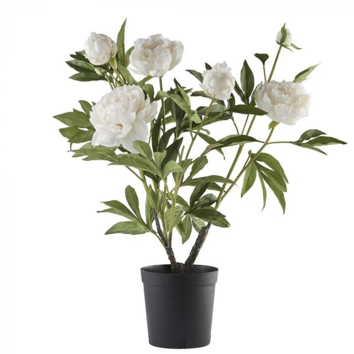 Flora bazsarózsa 66cm fehér