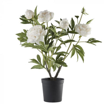 Flora bazsarózsa 66cm fehér
