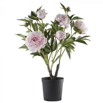 Flora bazsarózsa 66cm rózsaszín